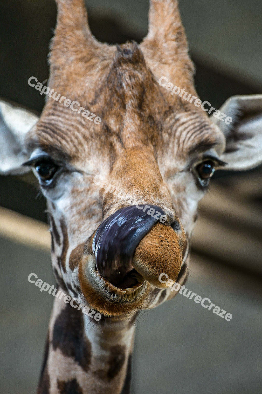 Giraffe licking its face